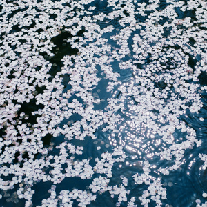 美国又大又粗性交片
